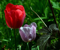 BLÜTEN