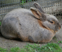 Mümmelmann