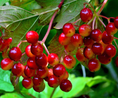 BEEREN