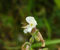 osa