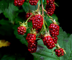 BEEREN
