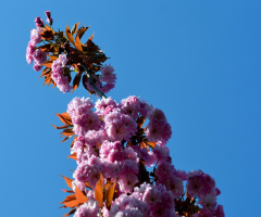 BLÜTEN