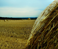 AM FELD