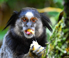 Sagui 
