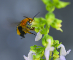 Bee