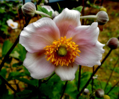 BLÜTE
