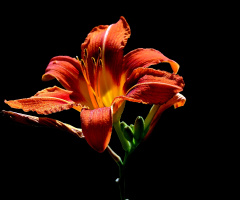BLÜTE