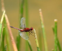 Red Dragonfly 