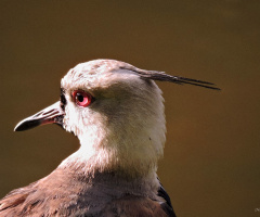 Southern Lapwing