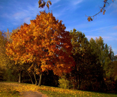 HERBST