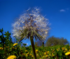 AUF EINER WIESE
