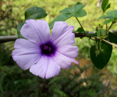 Tumbérgia