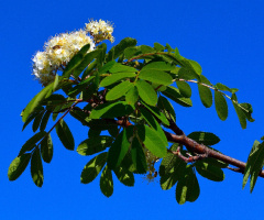 FRÜHLING