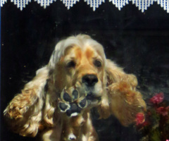 köpek 