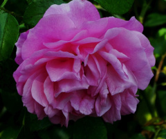 Blüte