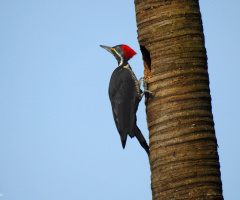 Lineated Woodpecker