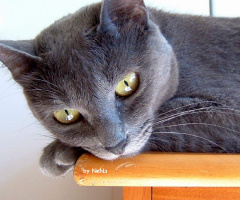 Pepina