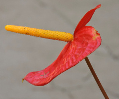 Anthurium