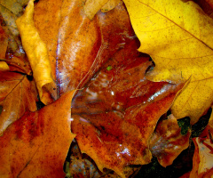 HERBST