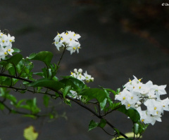 Blüten