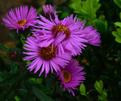 REGENTROPFEN