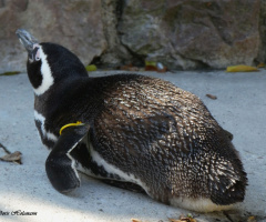 Pinguin