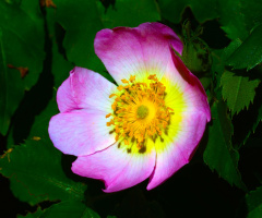 BLÜTE
