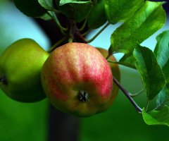 ÄPFEL