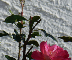 Rosen