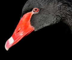Black Swan