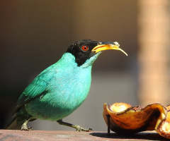 Green Honeycreeper