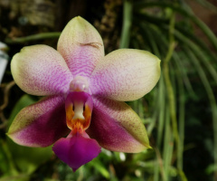 Orchidee