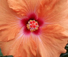 Hibisco