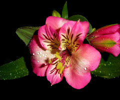 BLUMEN