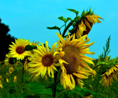 SONNENBLUMEN
