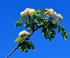 FRÜHLING