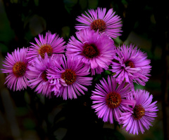 BLUMEN