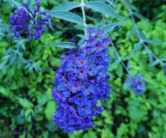 Blau