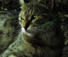 Kedi-3