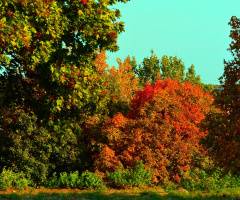 HERBST