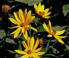 Blüten