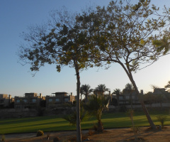 Egypt  - Alain alsokhna