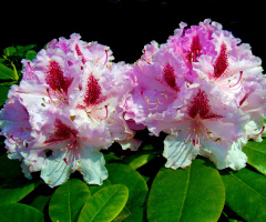 BLUMEN