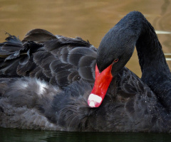 Black Swan