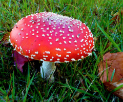 FLIEGENPILZ 