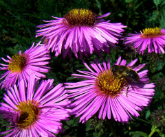 BLUMEN