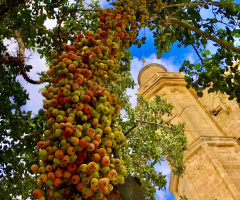 Lala Mustafa Paşa Camii, Cümbezağacı (720 yaşında)