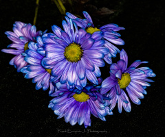 More Chrysanthemums