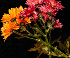 Chrysanthemums