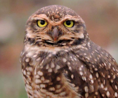 Burrowing Owl